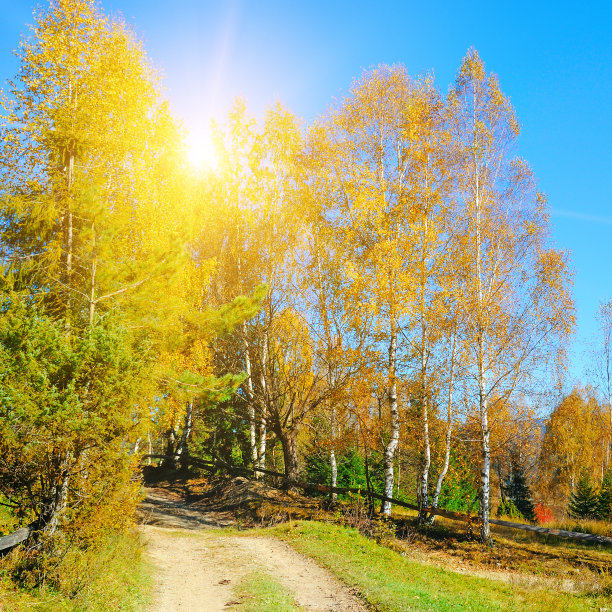 白桦林在阳光明媚的午后，而秋季季节。秋天的风景。乌克兰。图片下载