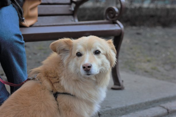 家养宠物狗积极与主人在公园散步图片下载