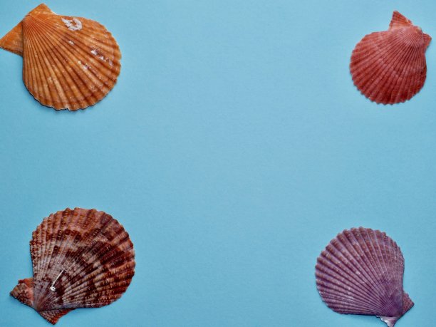 扇贝边境图片下载