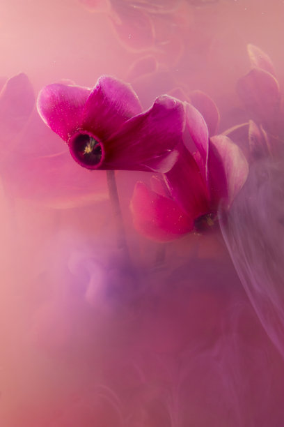 紫罗兰仙客来的颜色图片下载