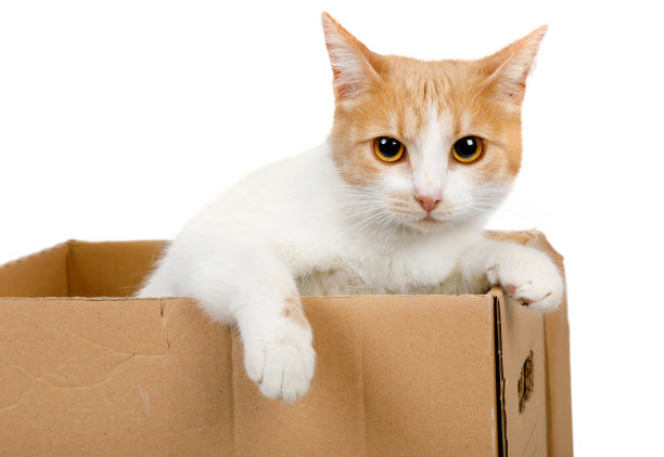 一只红白相间的大猫爬进了一个纸板箱里图片下载