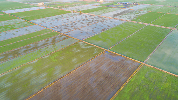 播种后不久鸟瞰稻田。图片下载