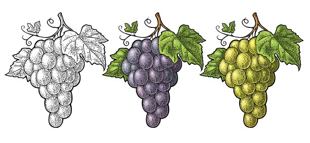 一串带浆果和叶子的葡萄。古典雕刻向量图片下载