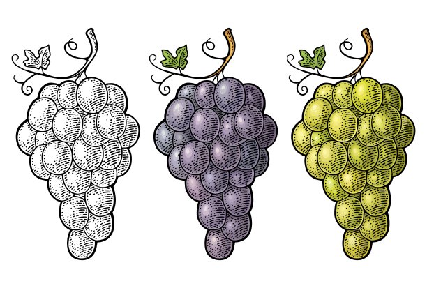 一串带浆果和叶子的葡萄。古典雕刻向量图片下载
