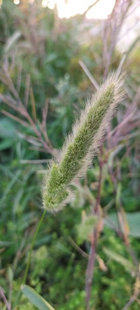 傍晚在树林里散步图片下载