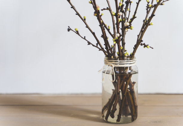 玻璃罐中有花蕾的杏树枝图片下载