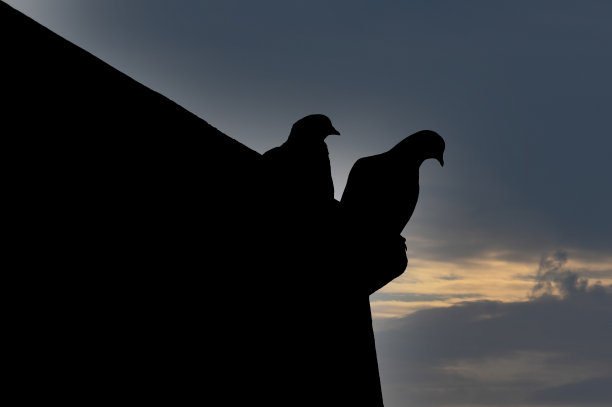 日落时分的两只鸽子图片下载