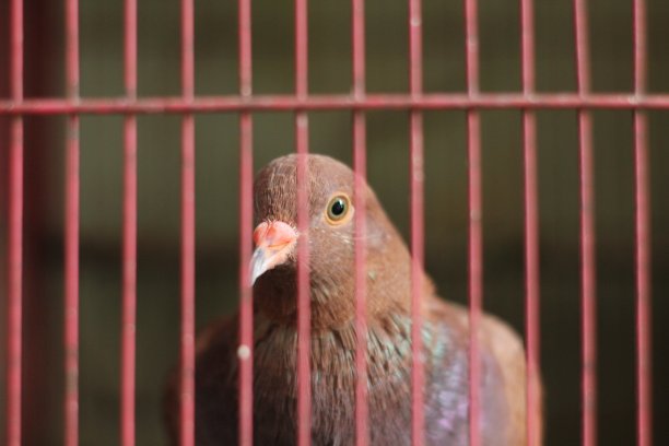 一只鸟图片下载