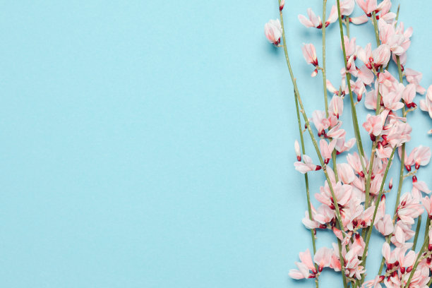 平铺构成一个空的蓝色背景，点缀着盛开的粉红色的花朵在树枝上。为菜单、接待、派对海报或婚礼请帖复制文本。图片下载