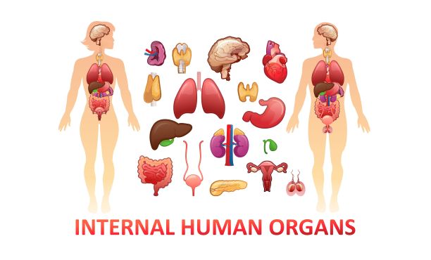 人体器官的旗帜图片下载