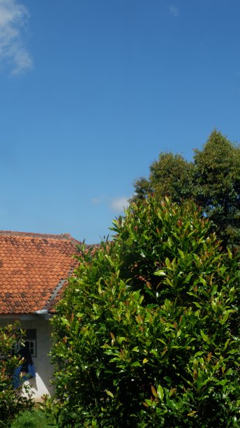 丁香树五颜六色的叶子图片下载