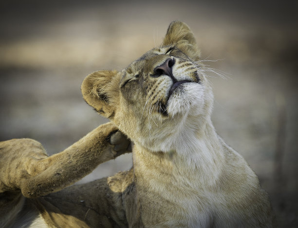 一只母狮子(狮子Panthera leo)在抓她的耳朵后面素材图片