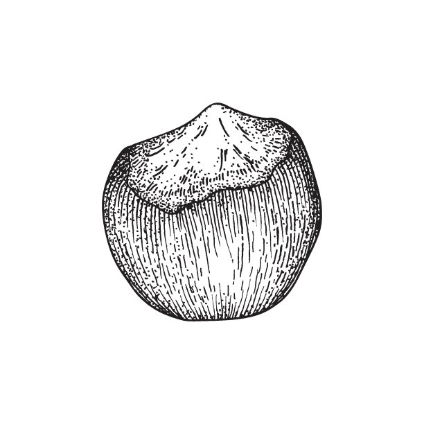 榛子。用墨水在白色背景上单独绘制。矢量插图。图片下载