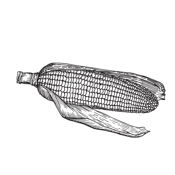 玉米穗轴与叶。甜玉米食品。农业市场的产品。矢量插图孤立在白色背景。图片下载