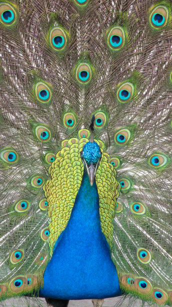 皇家蓝孔雀图片下载