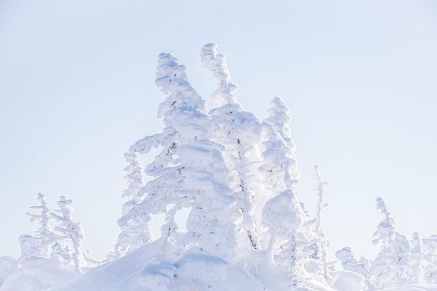 冬季景观在冷杉林和林间的雪图片下载
