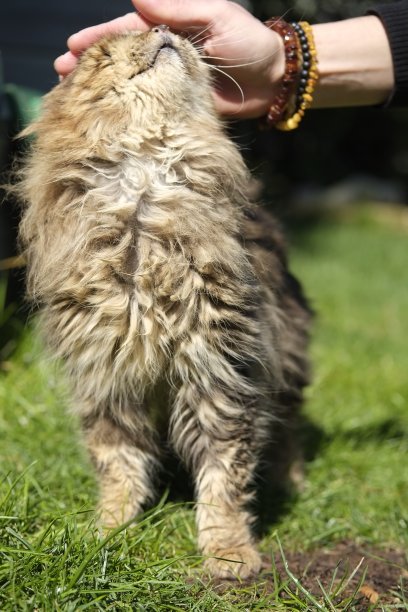 从街上救出的流浪猫图片下载