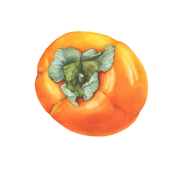 完整成熟的橙色柿子（也称为柿、甜柿或黄金苹果）手绘植物水彩画插图，白色背景图片下载