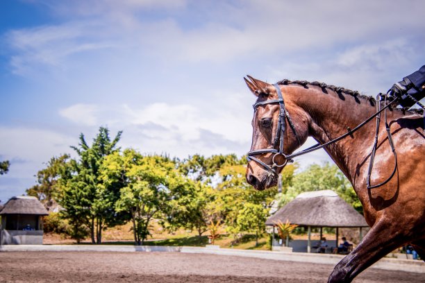 马的侧面画像图片下载