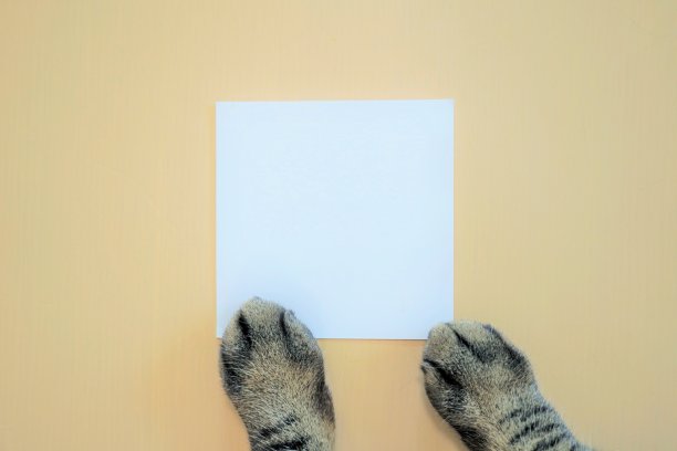 地板背景上的方形标题空间模型与虎斑猫的双手图片下载