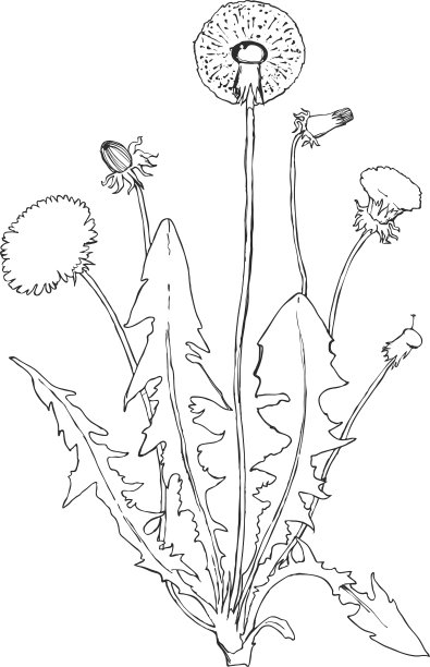 蒲公英植物隔离图片下载