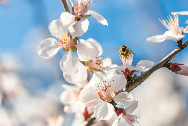 春天樱花盛开图片下载
