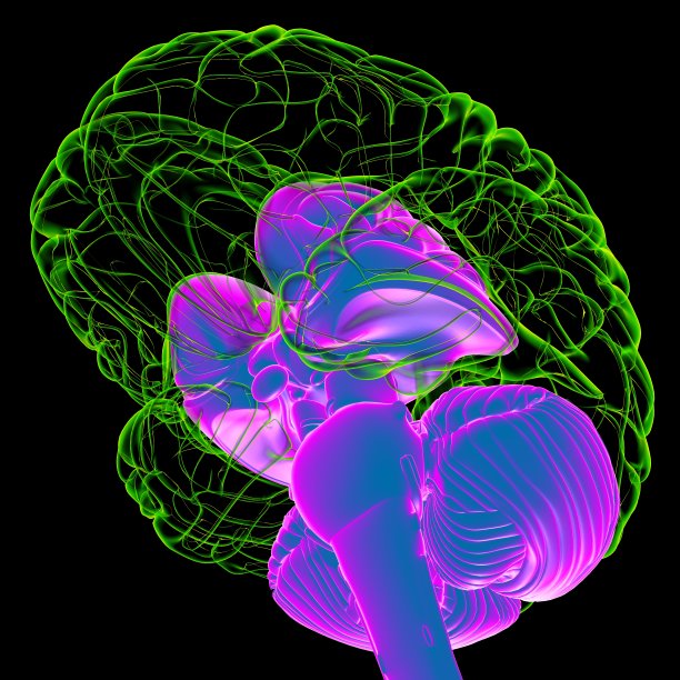 医学概念3D的人脑内部解剖图片下载