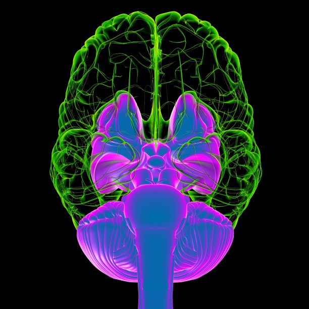 医用概念三维绘制的人脑内部解剖图片下载