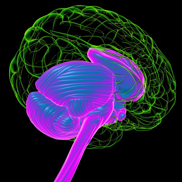 医用概念三维绘制的人脑内部解剖图片下载