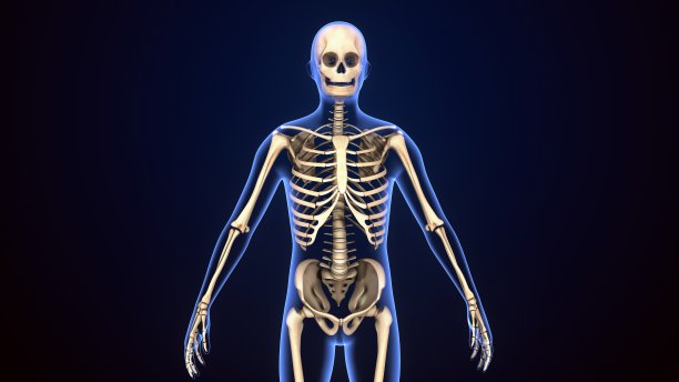 男性人体骨骼解剖的3d插图。图片下载