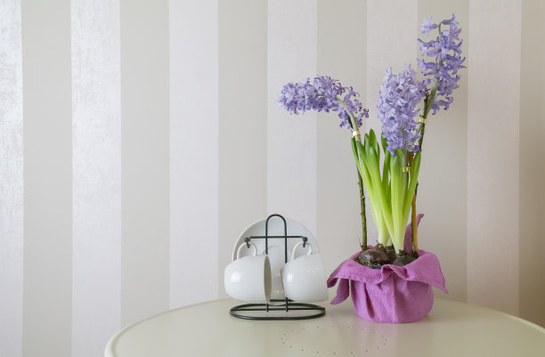 春天盛开的风信子，蛋白霜和白色模型杯在条纹的背景图片下载