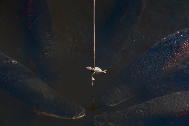 喂食巨舌鱼的照片图片下载