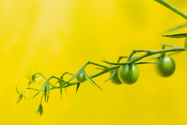 一串绿色的西红柿。番茄植物温室绿色番茄种植园。图片下载
