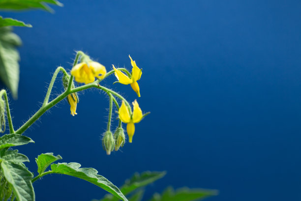 番茄开花，黄花。丰富的开花,农业。茄科的园林植物。图片下载