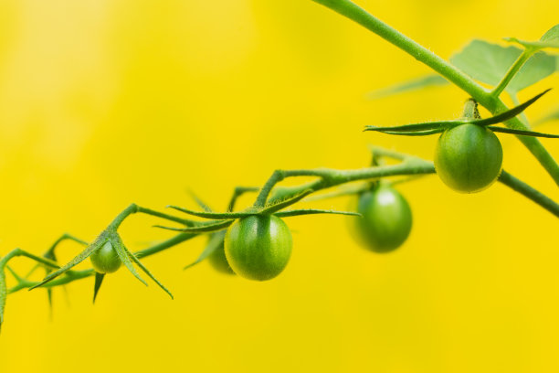 一串绿色的西红柿。番茄植物温室绿色番茄种植园。图片下载