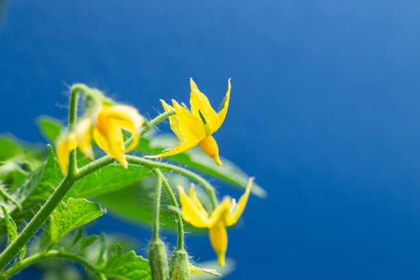 花园中一小群黄色小番茄花的特写，图片下载