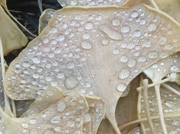 白杨上的露珠素材图片