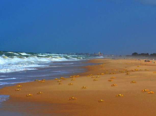 塞内加尔圣路易斯市海滩上的螃蟹图片下载