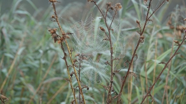 蜘蛛网图片下载