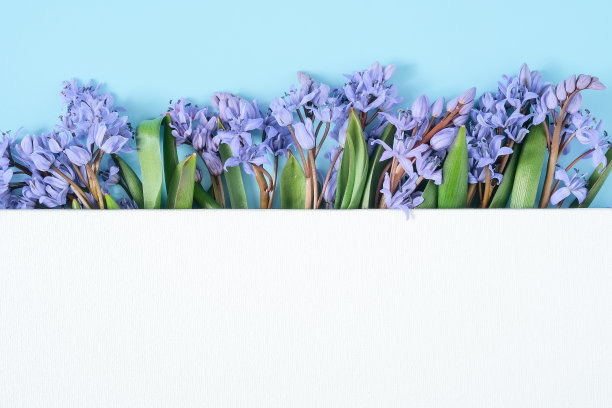 雪白的画布下的雪莲花。图片下载