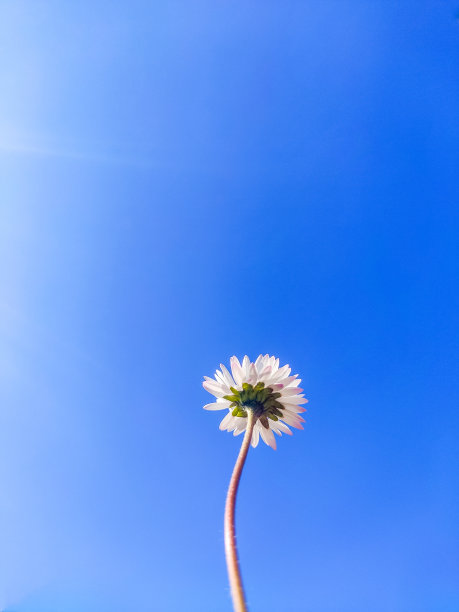 天空背景上的蒲公英图片下载