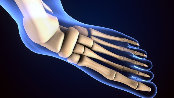 三维插图的男性人类骨骼足骨解剖。图片下载