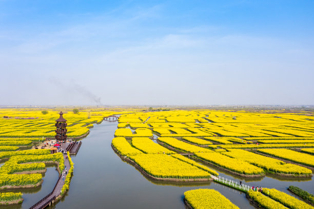 中国江苏水上金色油菜花田航拍景观图片下载