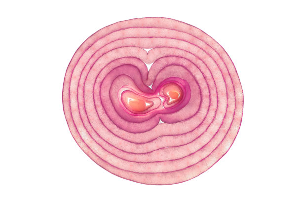 洋葱红切割中间透明的光，顶视图，孤立的白色背景与剪切路径。图片下载