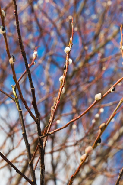 近距离观看猫咪柳枝对蓝天图片下载