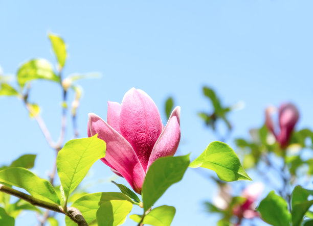 粉红色的木兰花映衬着蓝色的天空。图片下载