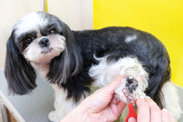 狗梳理毛发。美容师用剪刀剪狗的指甲。图片下载