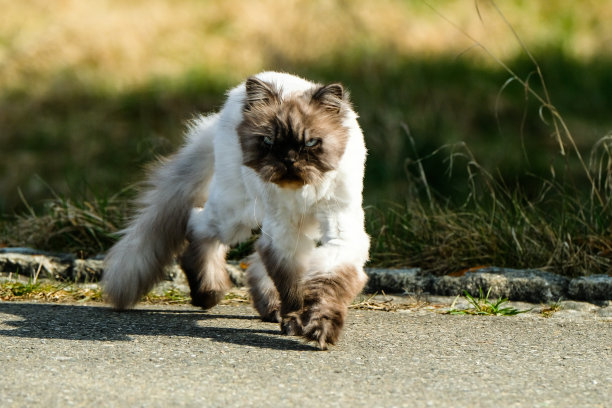 猫跑向照相机图片下载