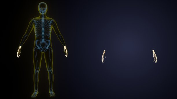 人体骨骼系统手骨关节解剖学三维插图。图片下载