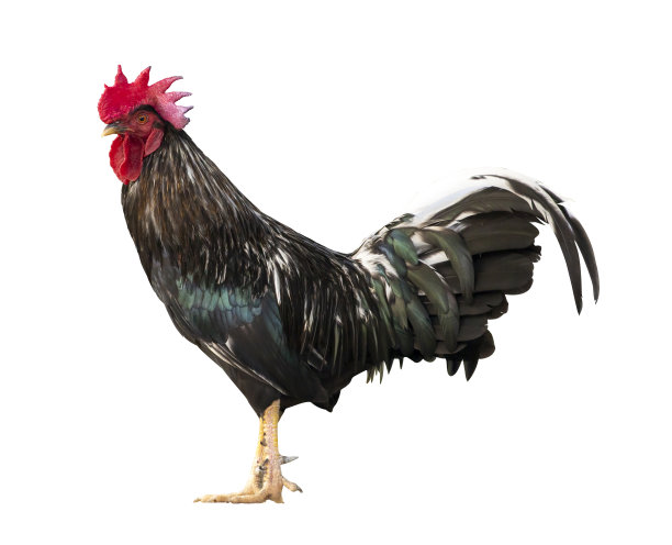 黑色散养雄鸡孤立在白色背景上图片下载